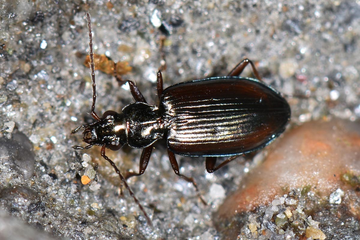 Carabidae: Bembidion fasciolatum?